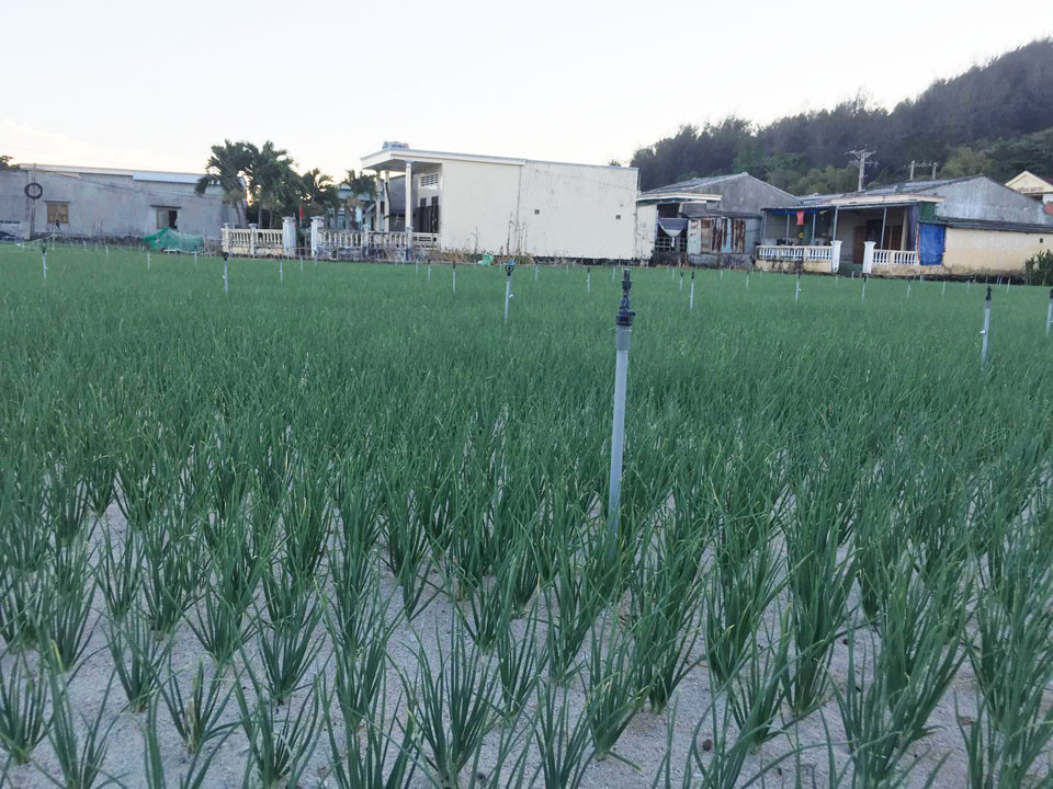 Đề nghị xử lý người đăng 'tin vịt' về tỏi cô đơn ở Lý Sơn ảnh 3