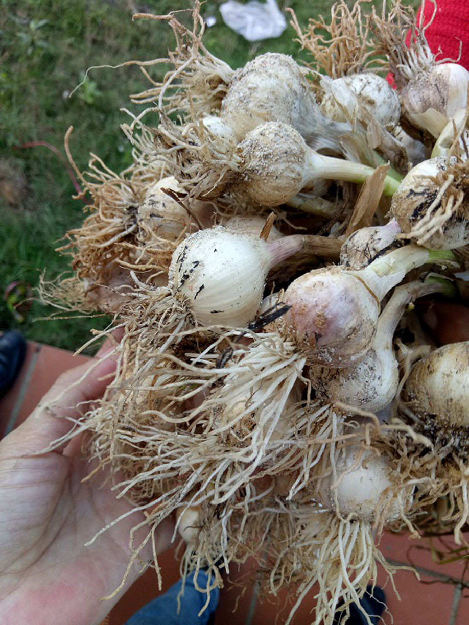 Đề nghị xử lý người đăng 'tin vịt' về tỏi cô đơn ở Lý Sơn ảnh 2