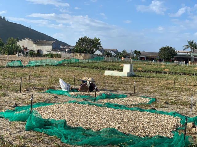 Vì sao 'Vàng trắng' Lý Sơn rớt giá thê thảm? ảnh 7