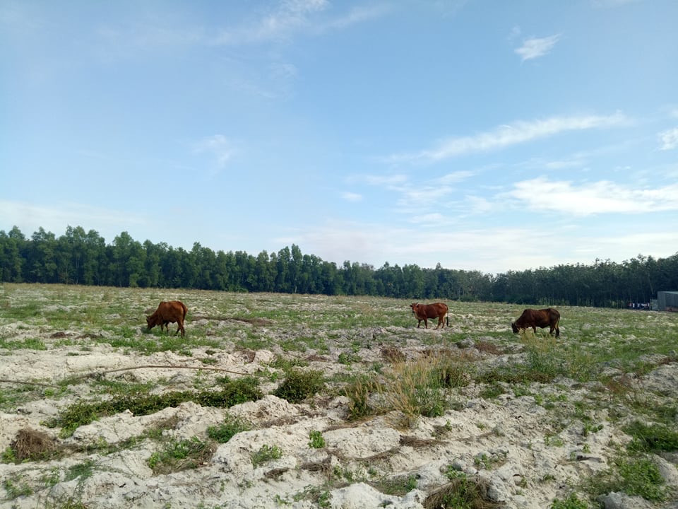 Sau sốt đất, loạn dự án 'ma': Nở rộ dự án bánh vẽ ảnh 1