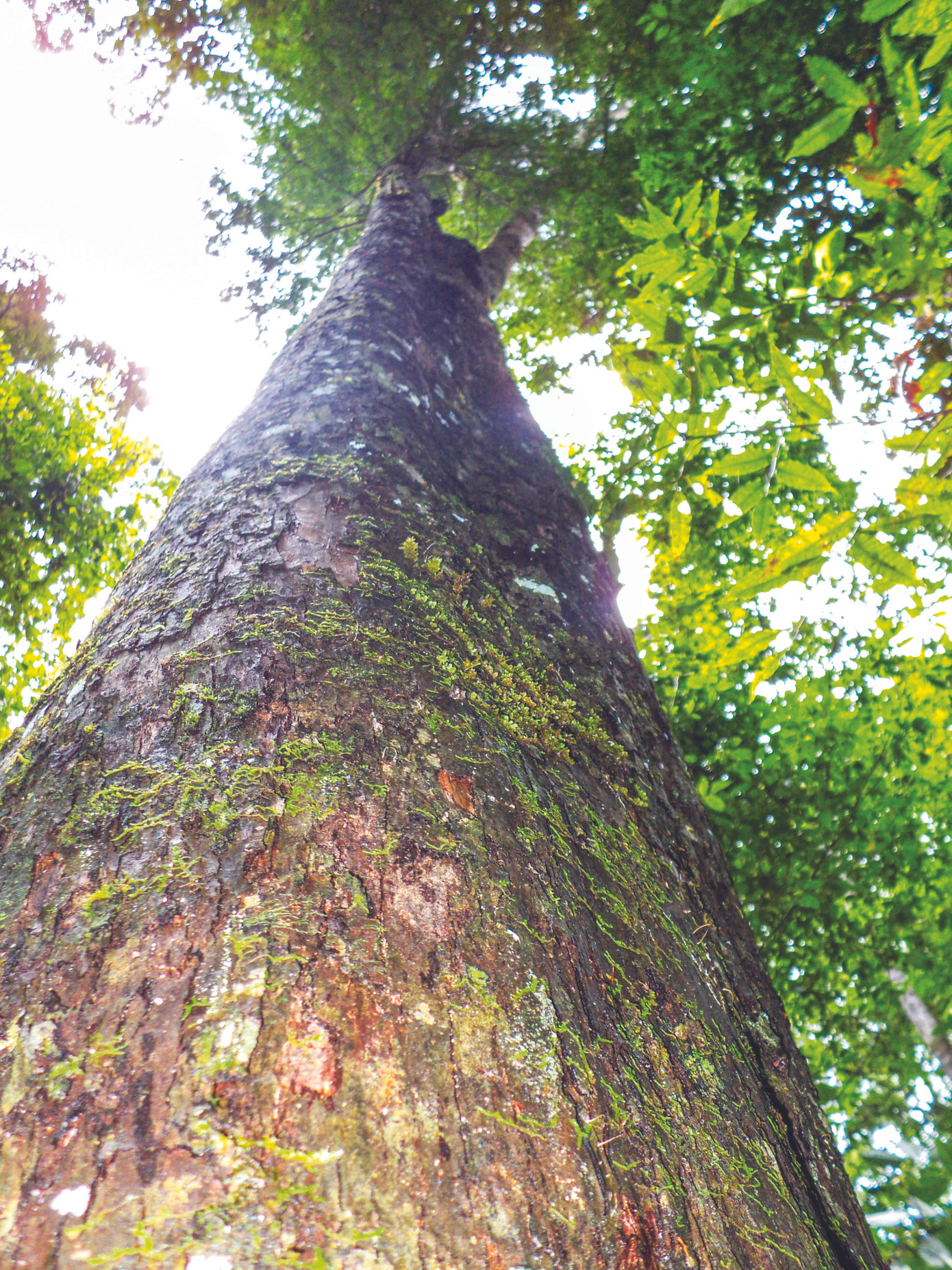 Tìm lại dấu vết 'con đường muối' ảnh 2