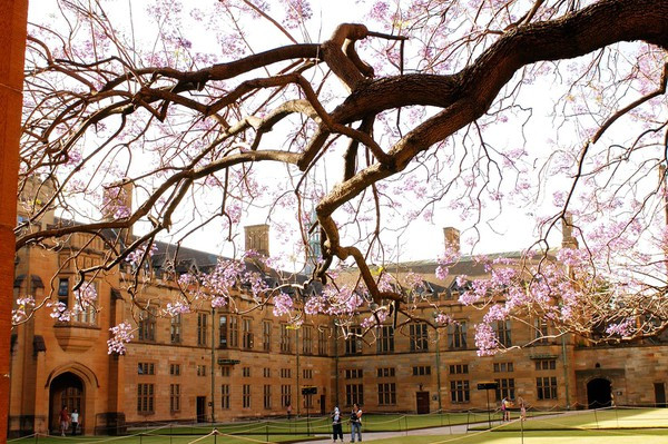 Đại học Sydney đứng hạng 1 tại Úc Tin vui: Đại học Sydney (Úc) mở rộng danh sách trường THPT được tuyển thẳng tại Việt Nam ảnh 1