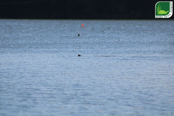 Làm bè nổi “dụ” rùa Hoàn Kiếm ảnh 1