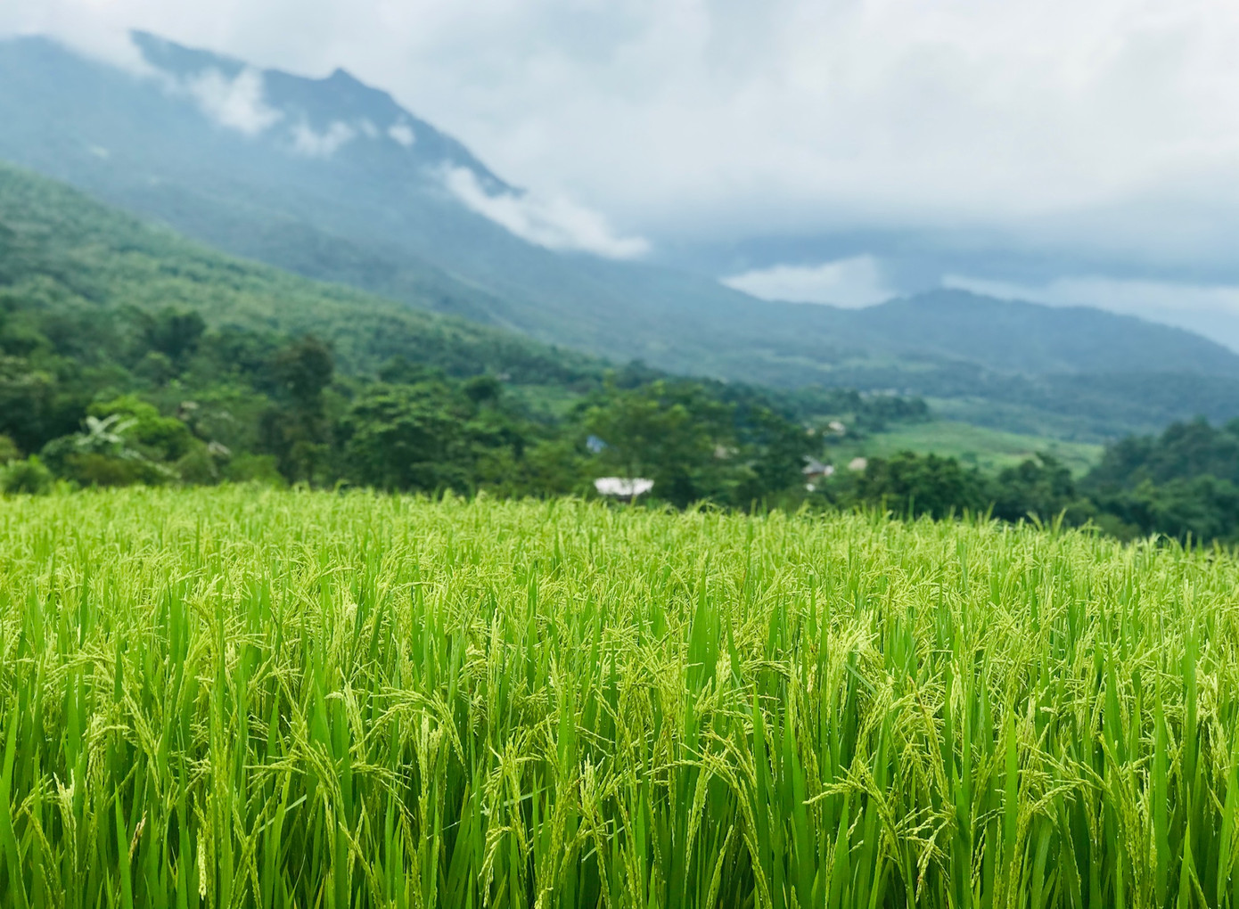 Đắm say mùa lúa Pù Luông ảnh 7