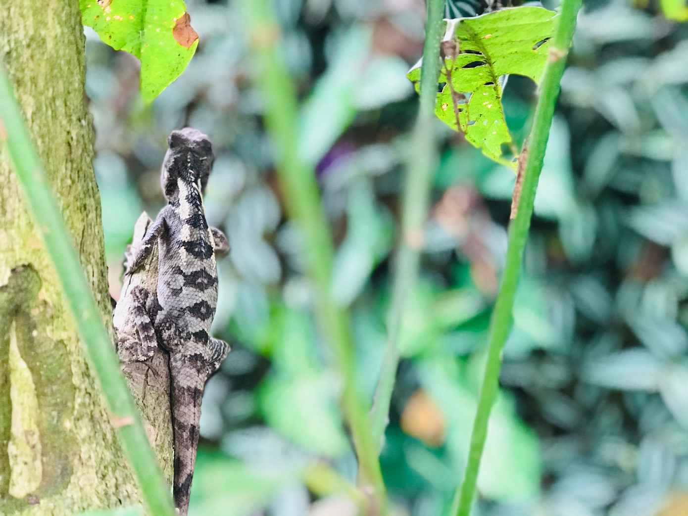 Đắm say mùa lúa Pù Luông ảnh 10