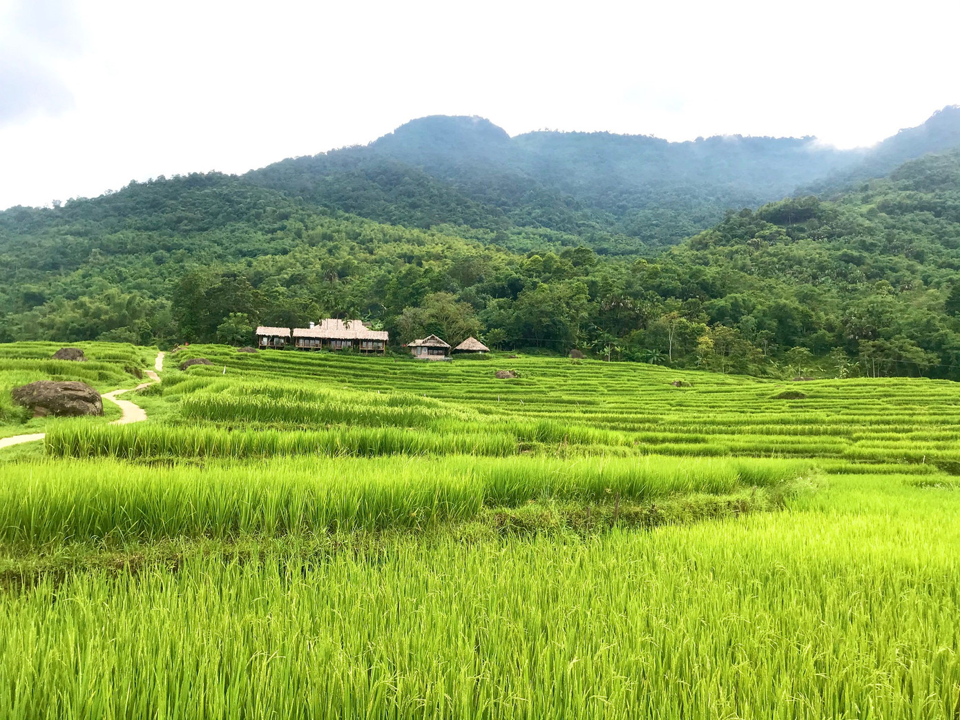 Đắm say mùa lúa Pù Luông ảnh 12