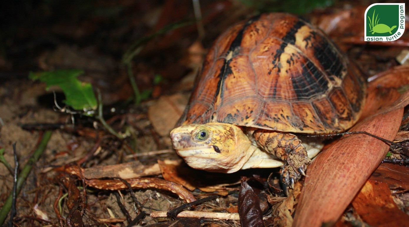 Quy trình nghiêm ngặt thả 47 rùa quý về tự nhiên ảnh 2