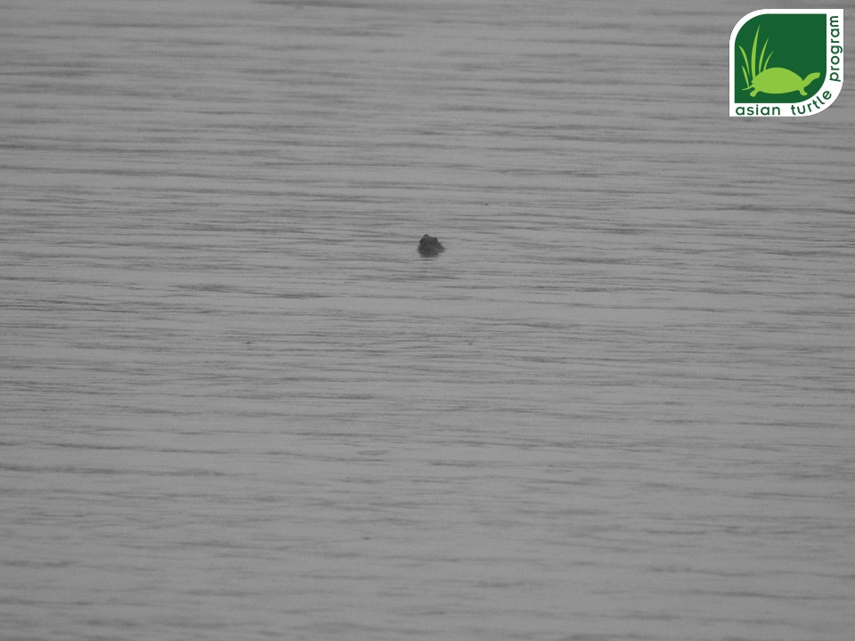 Kỳ công 2 năm chụp được một bức ảnh Rùa Hoàn Kiếm ở hồ Xuân Khanh ảnh 1