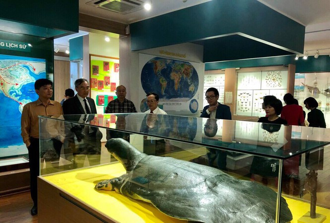 Hy vọng 'săn' thêm nhiều cá thể rùa Hoàn Kiếm ảnh 1