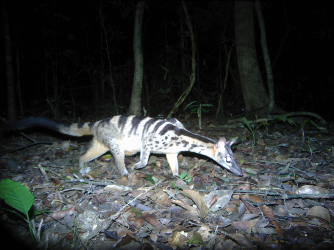 Phát hiện 'kho báu' mới về linh trưởng tại Việt Nam ảnh 1