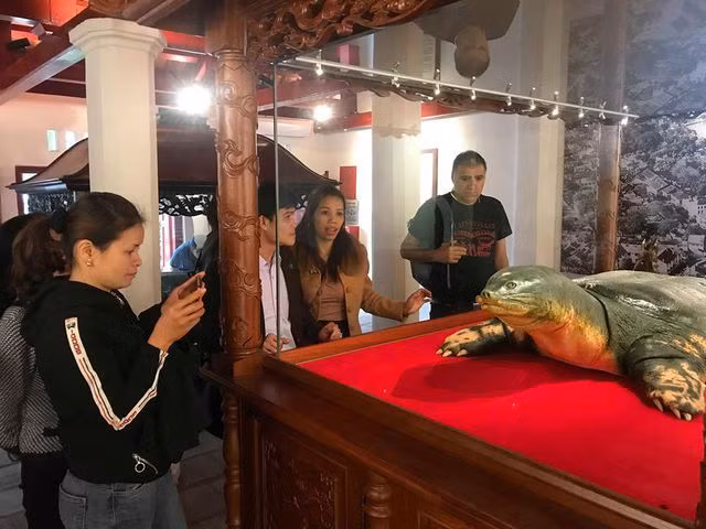 Rùa Hồ Gươm sau màn sương huyền thoại ảnh 9 Rùa Hồ Gươm sau màn sương huyền thoại ảnh 9