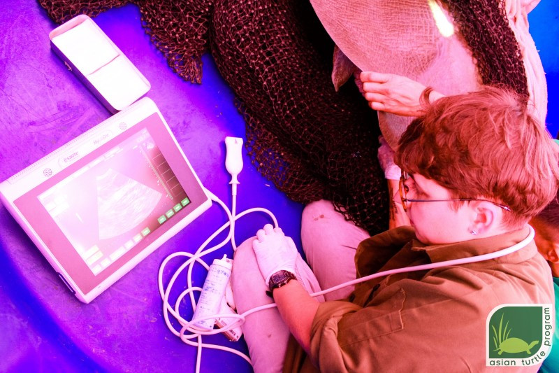 Kỳ công bẫy bắt rùa Hoàn Kiếm ảnh 2