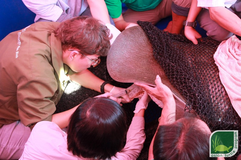 Kỳ công bẫy bắt rùa Hoàn Kiếm ảnh 1