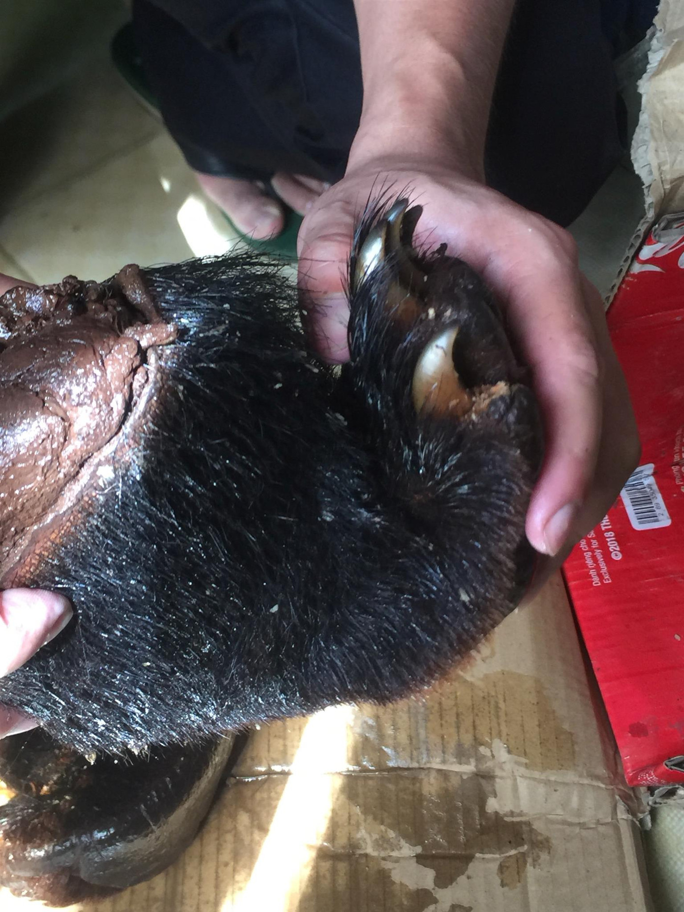 Vận chuyển rượu ngâm chi gấu, người đàn ông bị phạt 3 năm tù ảnh 1