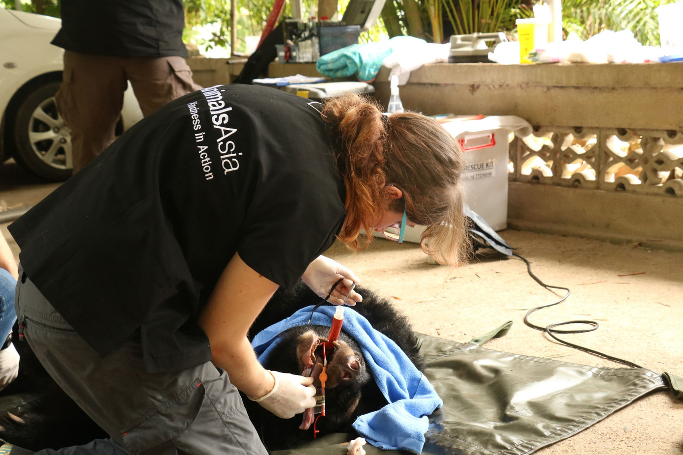 Xác xơ vì nuôi nhốt, hai cá thể gấu được chuyển nhà ảnh 1