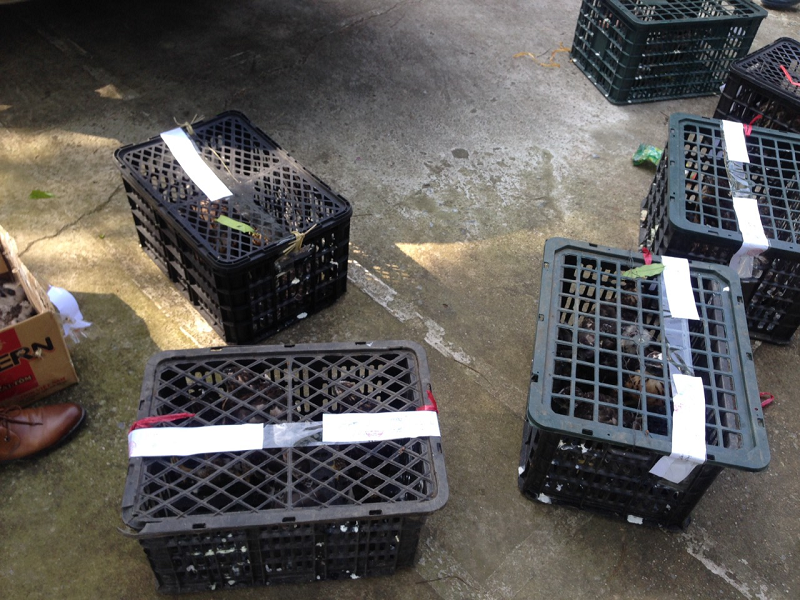 Rao bán chim mồi trên mạng, vừa bị tịch thu vừa bị phạt tiền ảnh 1