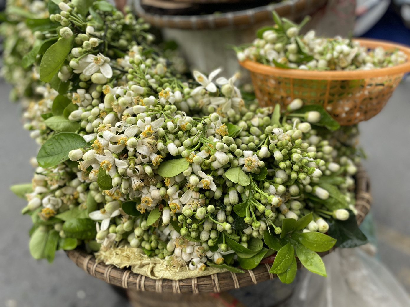 Hoa bưởi thơm ngát các con phố, giá tới nửa triệu đồng/kg ảnh 3