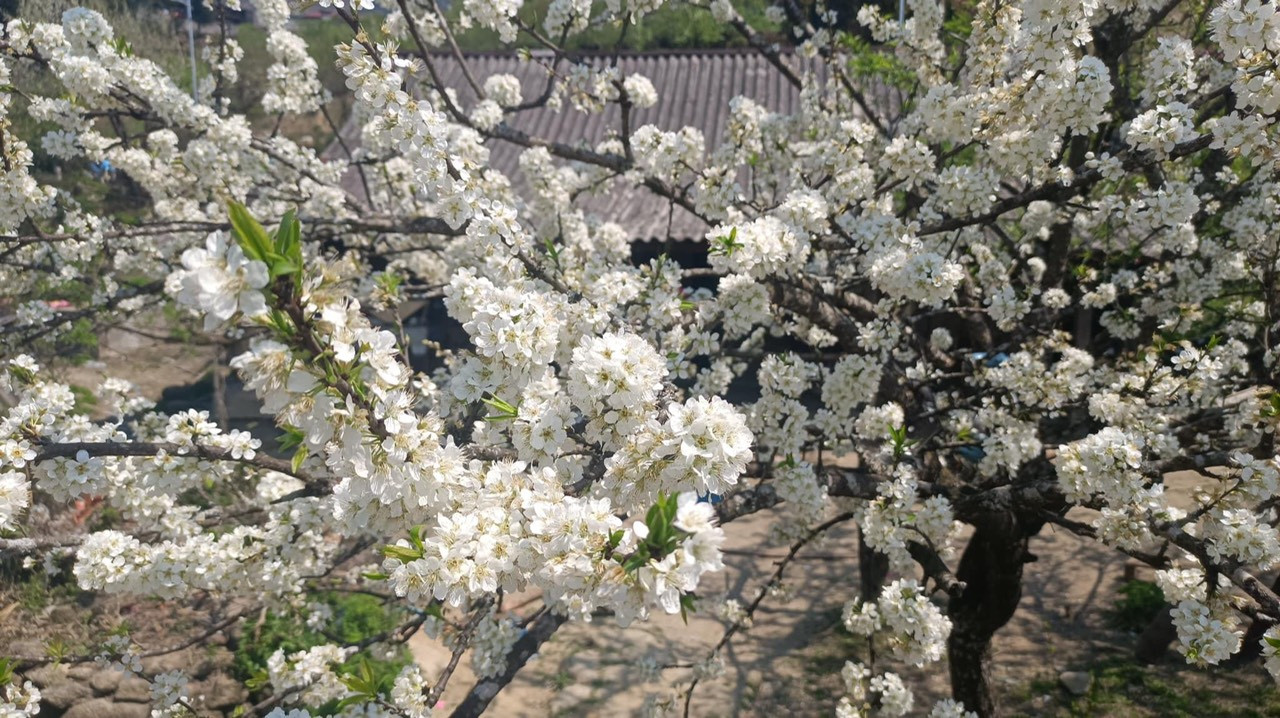 Cô giáo trẻ hóa thân thành “nàng thơ” giữa rừng hoa mận Sa Pa ảnh 5