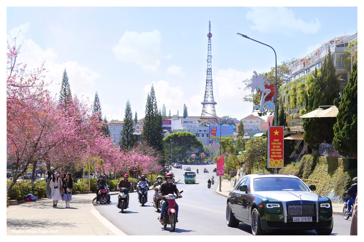 Đà Lạt rực rỡ sắc Xuân qua chùm ảnh hoa mai anh đào nở đẹp mê lòng người ảnh 1