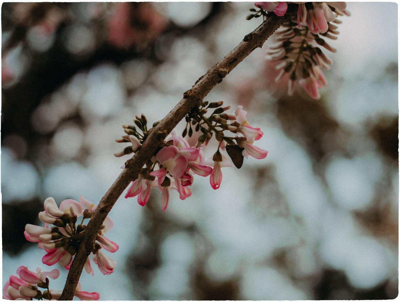 Vẻ đẹp mơ màng của nữ sinh Huế giữa mùa hoa điệp anh đào ảnh 6