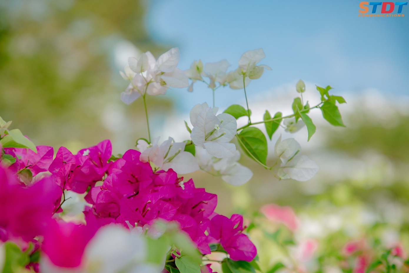 “Bão like” với bộ ảnh bên hoa giấy của cặp đôi sinh viên trường ĐH Tôn Đức Thắng ảnh 6