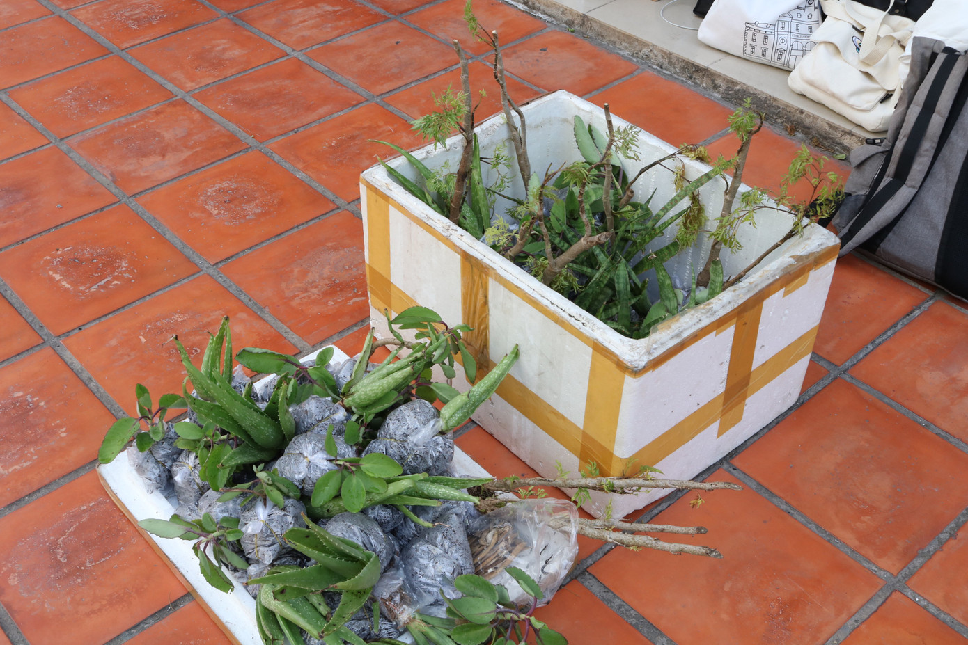 Lan tỏa thông điệp sống xanh ảnh 7