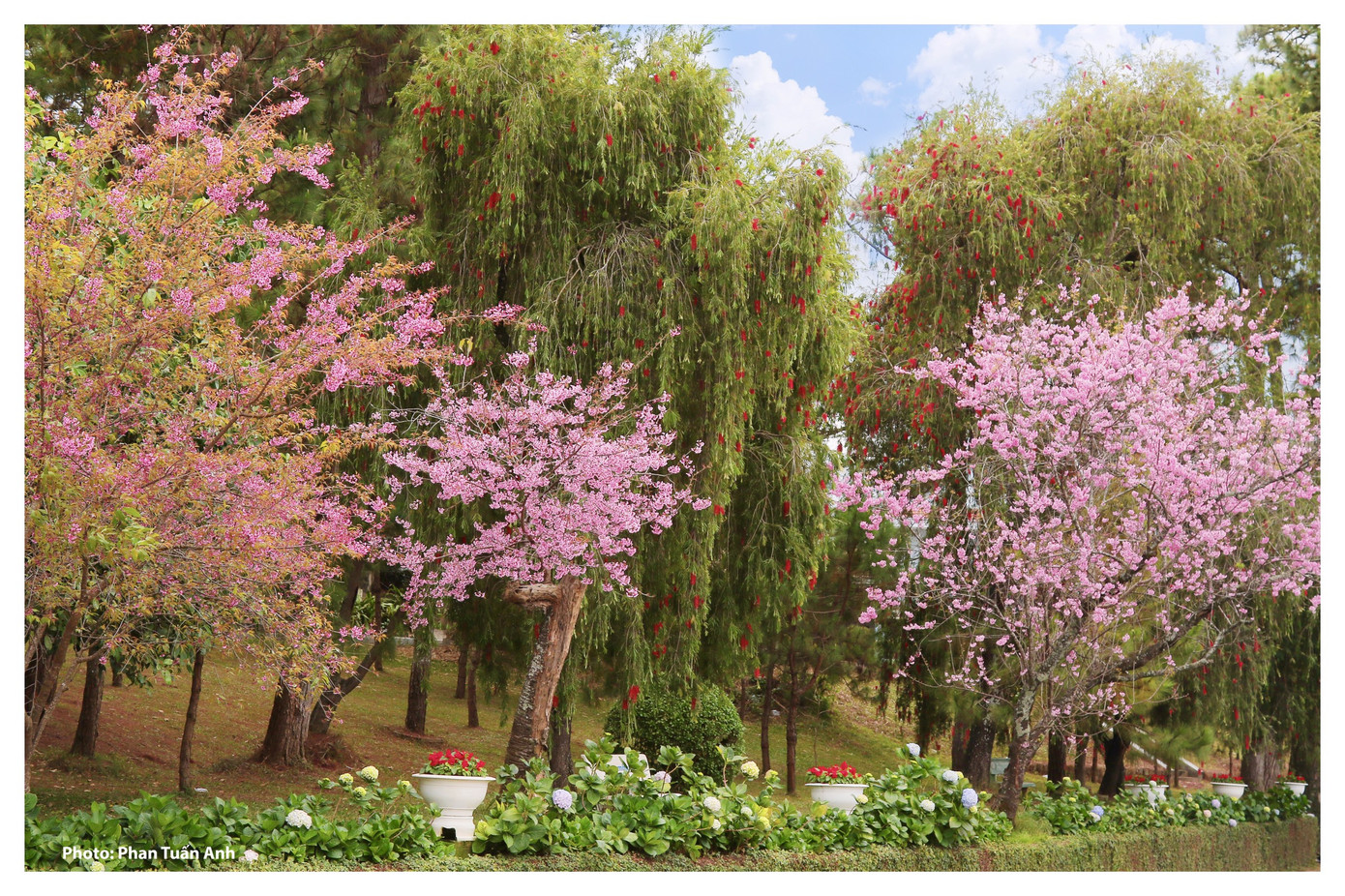Đà Lạt rực rỡ sắc Xuân qua chùm ảnh hoa mai anh đào nở đẹp mê lòng người ảnh 2