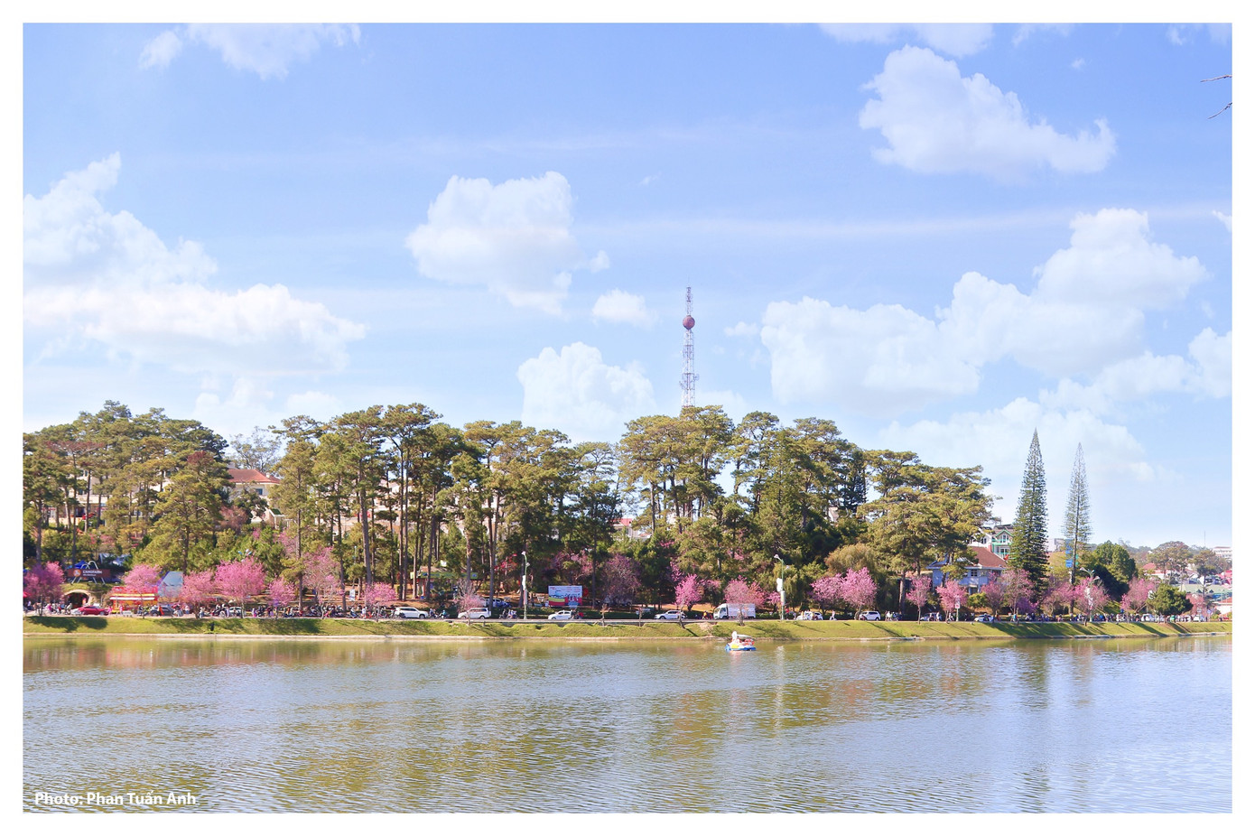 Đà Lạt rực rỡ sắc Xuân qua chùm ảnh hoa mai anh đào nở đẹp mê lòng người ảnh 11