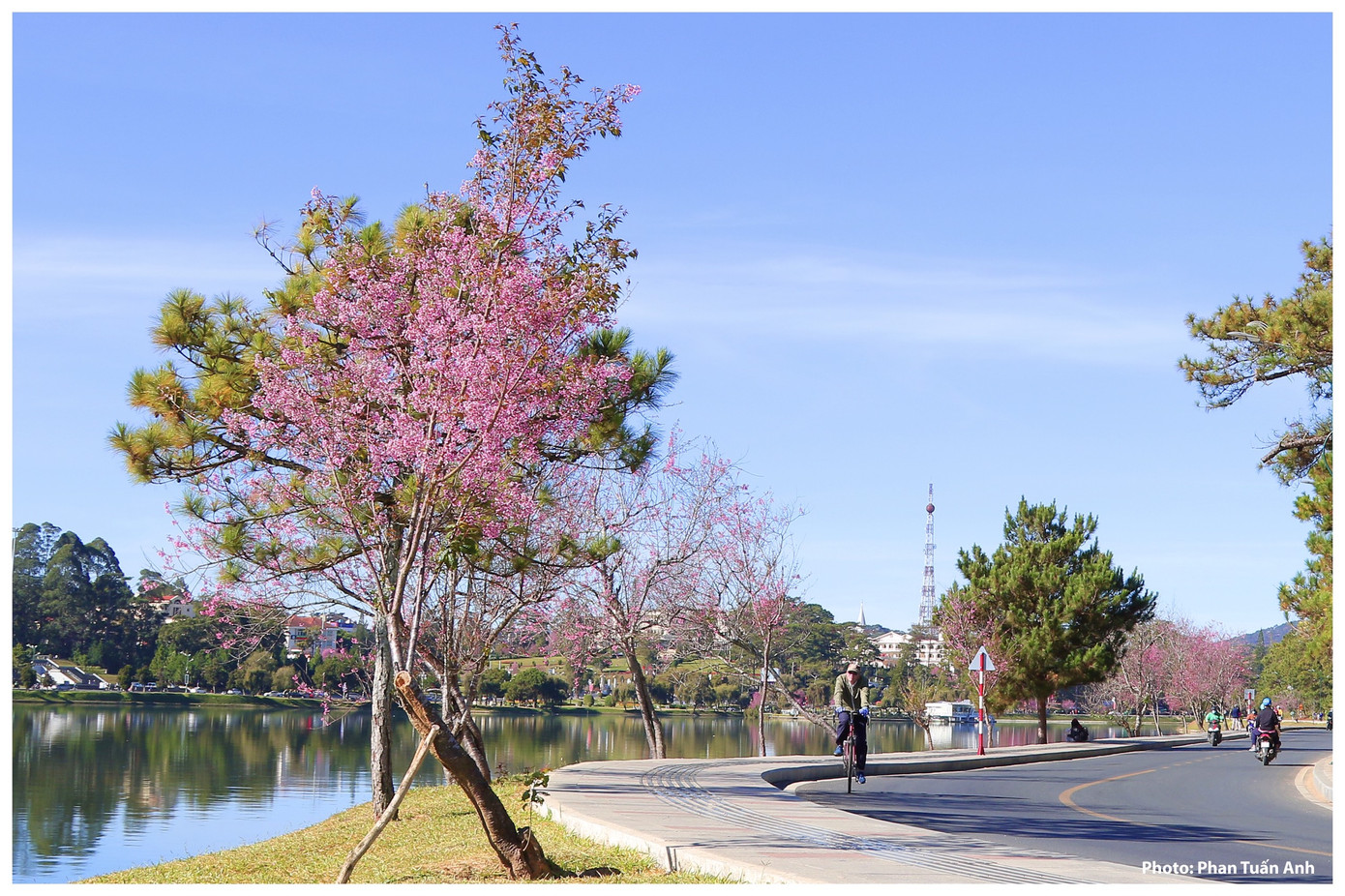 Đà Lạt rực rỡ sắc Xuân qua chùm ảnh hoa mai anh đào nở đẹp mê lòng người ảnh 15