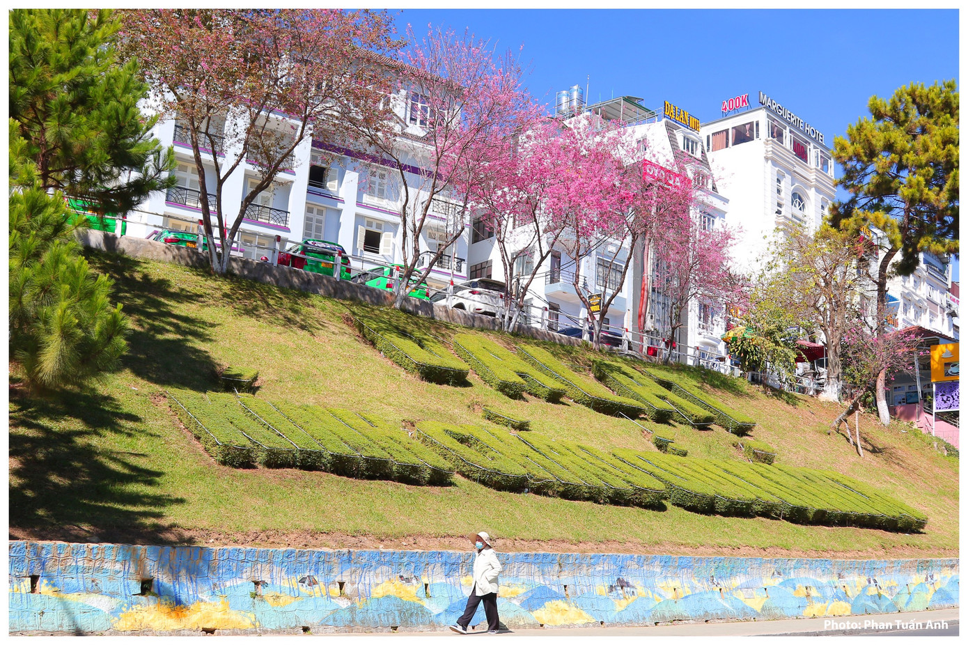 Đà Lạt rực rỡ sắc Xuân qua chùm ảnh hoa mai anh đào nở đẹp mê lòng người ảnh 3