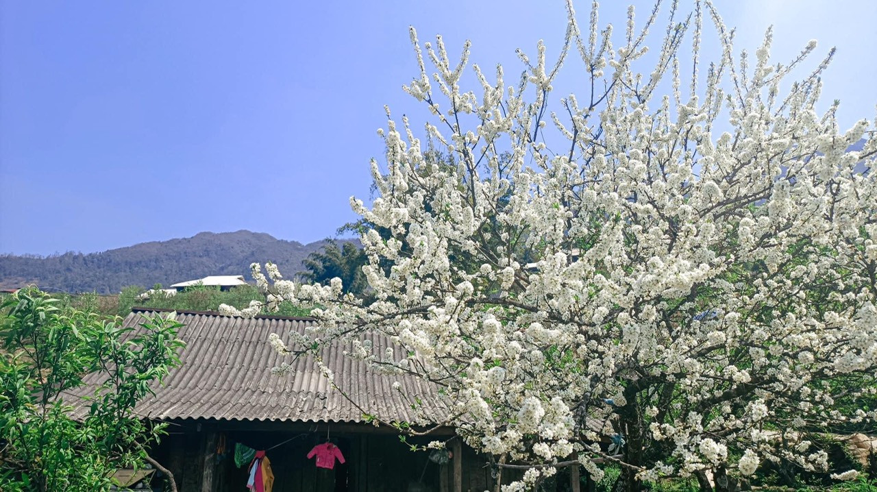 Cô giáo trẻ hóa thân thành “nàng thơ” giữa rừng hoa mận Sa Pa ảnh 7