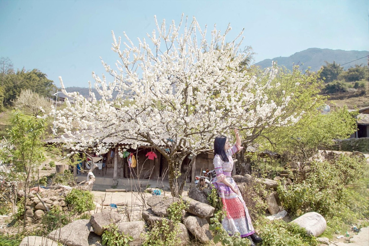 Cô giáo trẻ hóa thân thành “nàng thơ” giữa rừng hoa mận Sa Pa ảnh 11