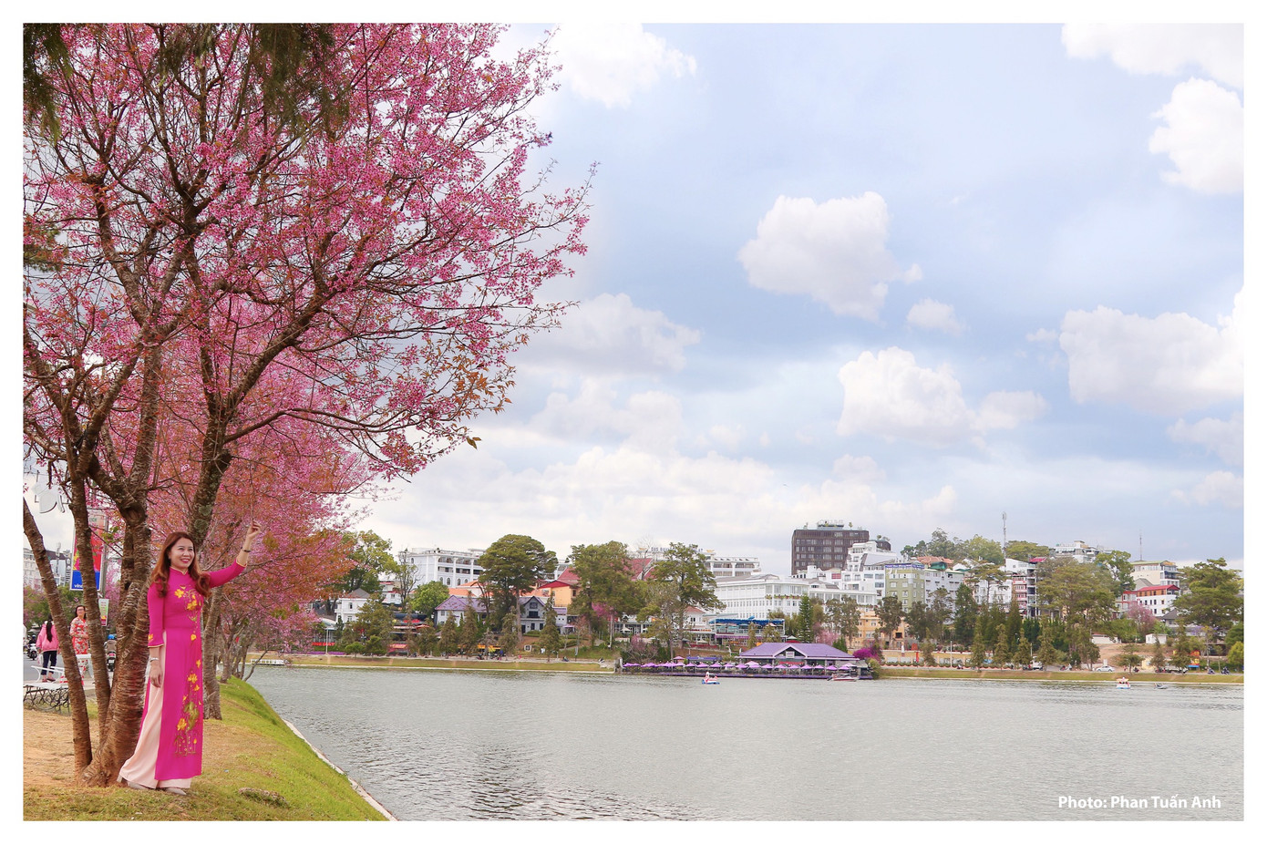 Đà Lạt rực rỡ sắc Xuân qua chùm ảnh hoa mai anh đào nở đẹp mê lòng người ảnh 5