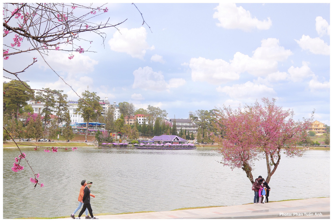 Đà Lạt rực rỡ sắc Xuân qua chùm ảnh hoa mai anh đào nở đẹp mê lòng người ảnh 4