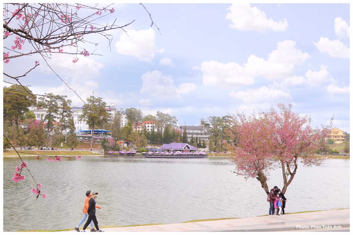 Đà Lạt rực rỡ sắc Xuân qua chùm ảnh hoa mai anh đào nở đẹp mê lòng người ảnh 4