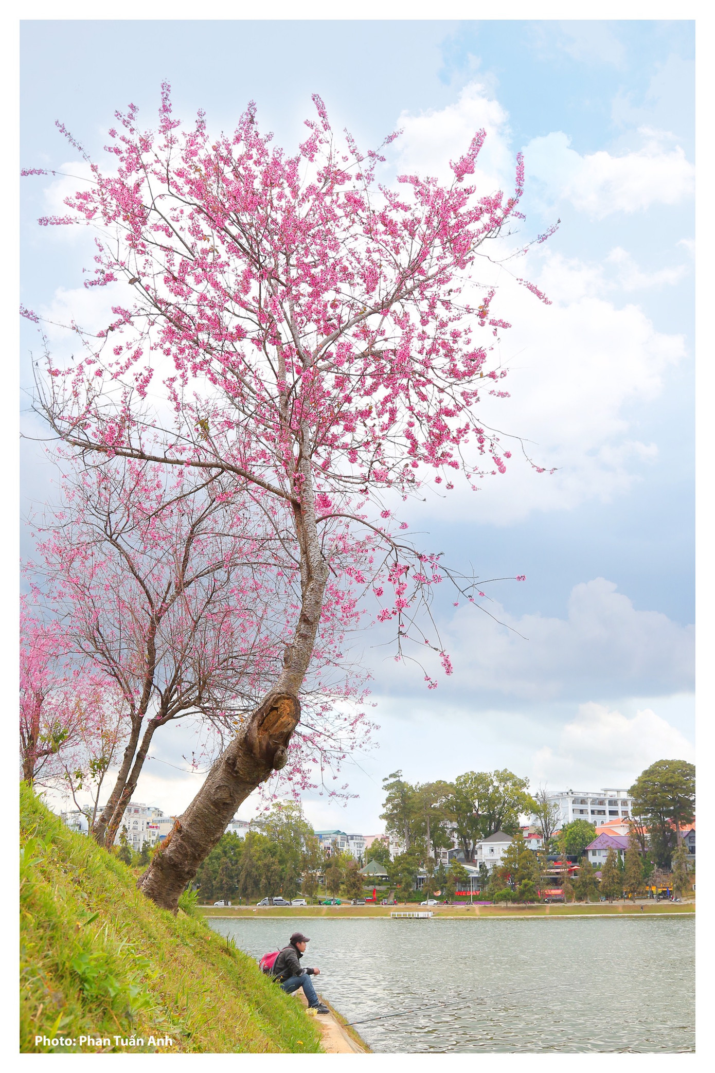 Đà Lạt rực rỡ sắc Xuân qua chùm ảnh hoa mai anh đào nở đẹp mê lòng người ảnh 10