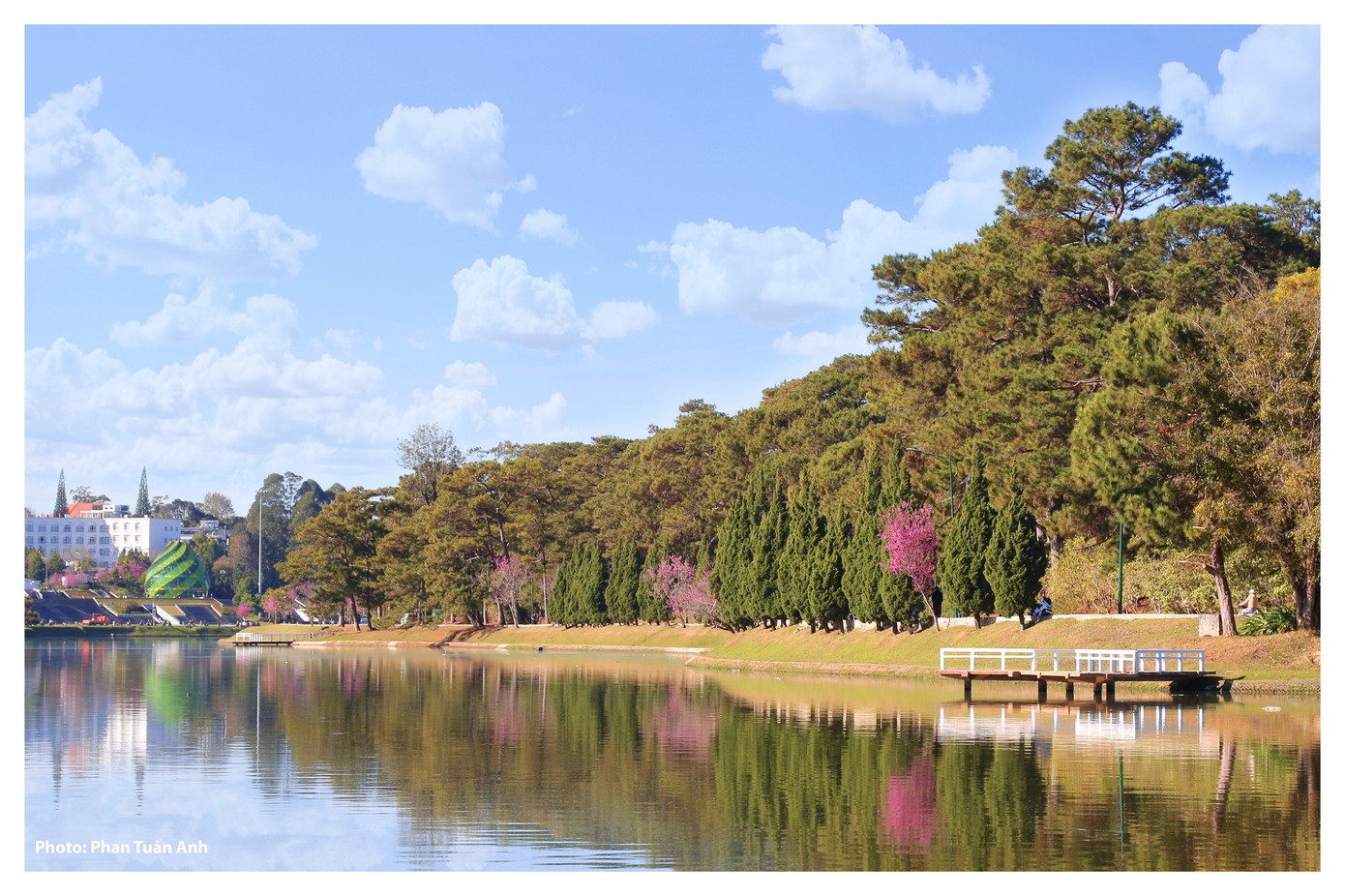 Đà Lạt rực rỡ sắc Xuân qua chùm ảnh hoa mai anh đào nở đẹp mê lòng người ảnh 8