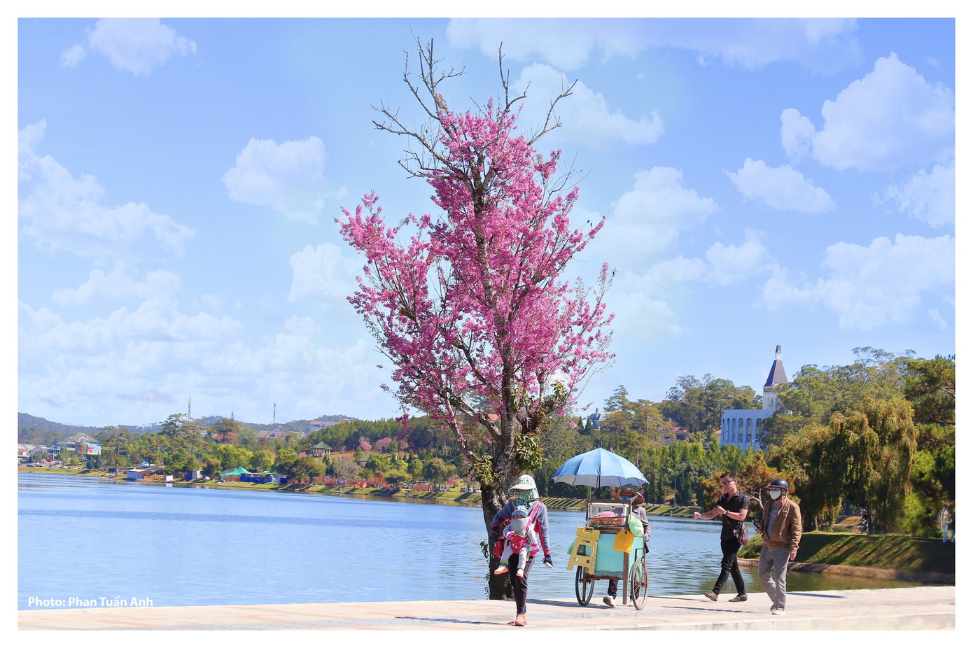 Đà Lạt rực rỡ sắc Xuân qua chùm ảnh hoa mai anh đào nở đẹp mê lòng người ảnh 7
