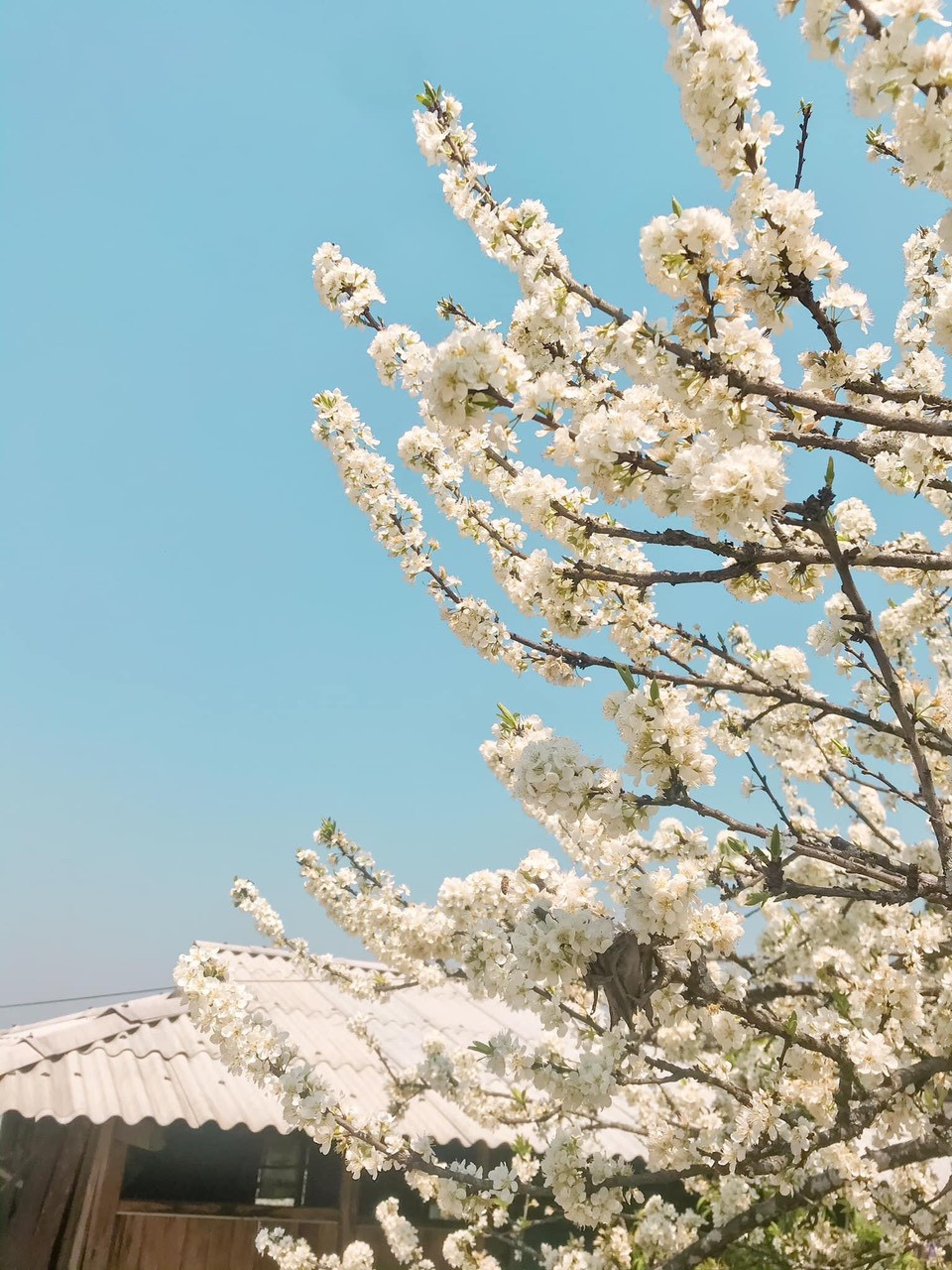 Cô giáo trẻ hóa thân thành “nàng thơ” giữa rừng hoa mận Sa Pa ảnh 8