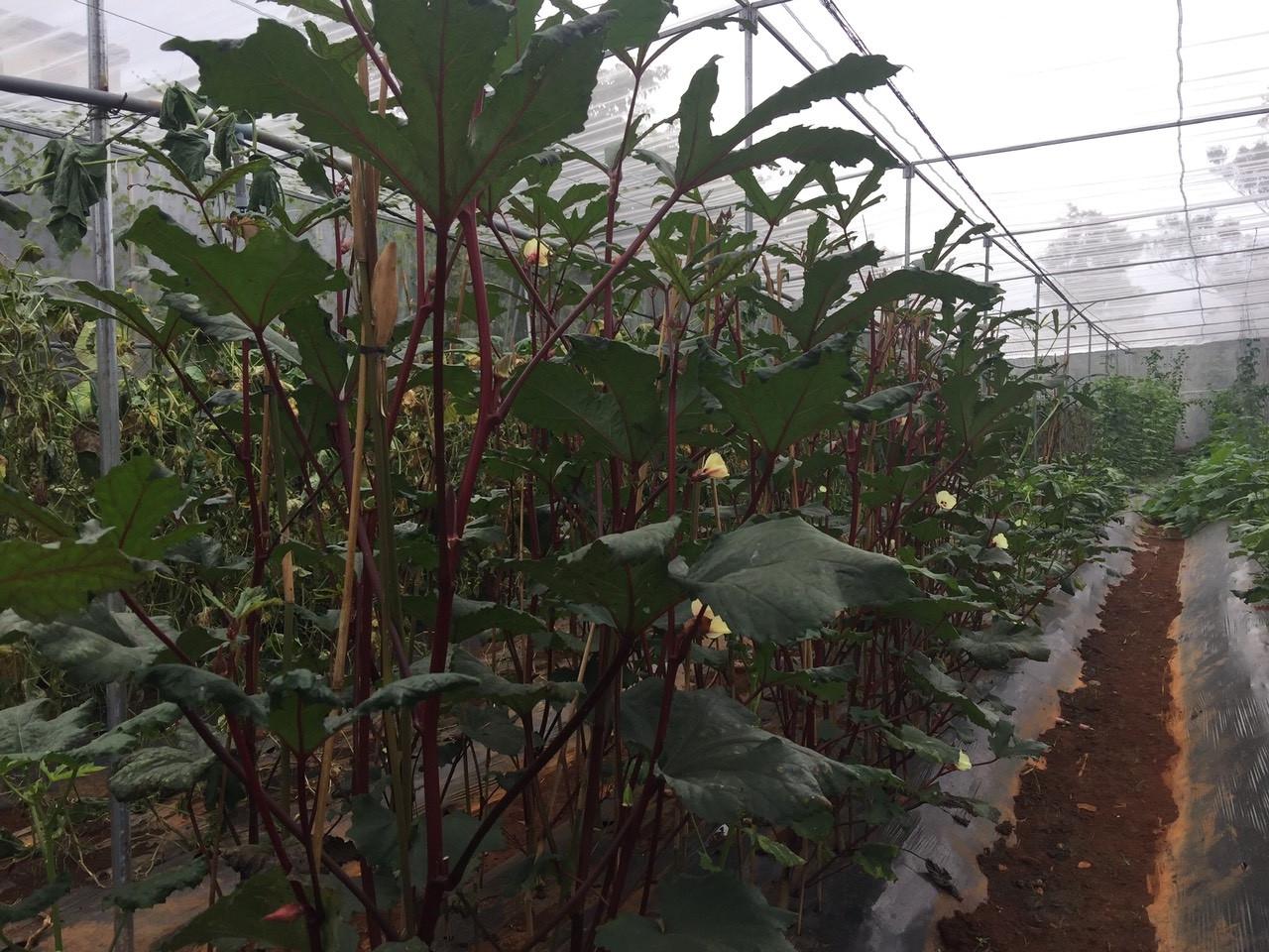 Nữ Bí thư huyện Đoàn và dự án nông nghiệp sạch ảnh 4