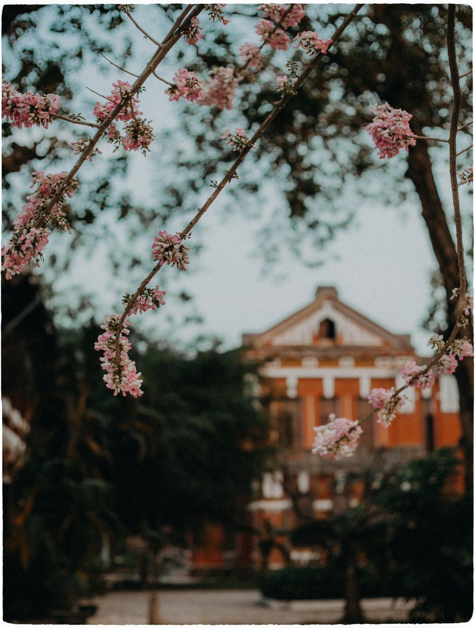 Vẻ đẹp mơ màng của nữ sinh Huế giữa mùa hoa điệp anh đào ảnh 7