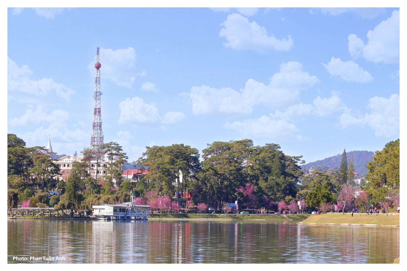 Đà Lạt rực rỡ sắc Xuân qua chùm ảnh hoa mai anh đào nở đẹp mê lòng người ảnh 14