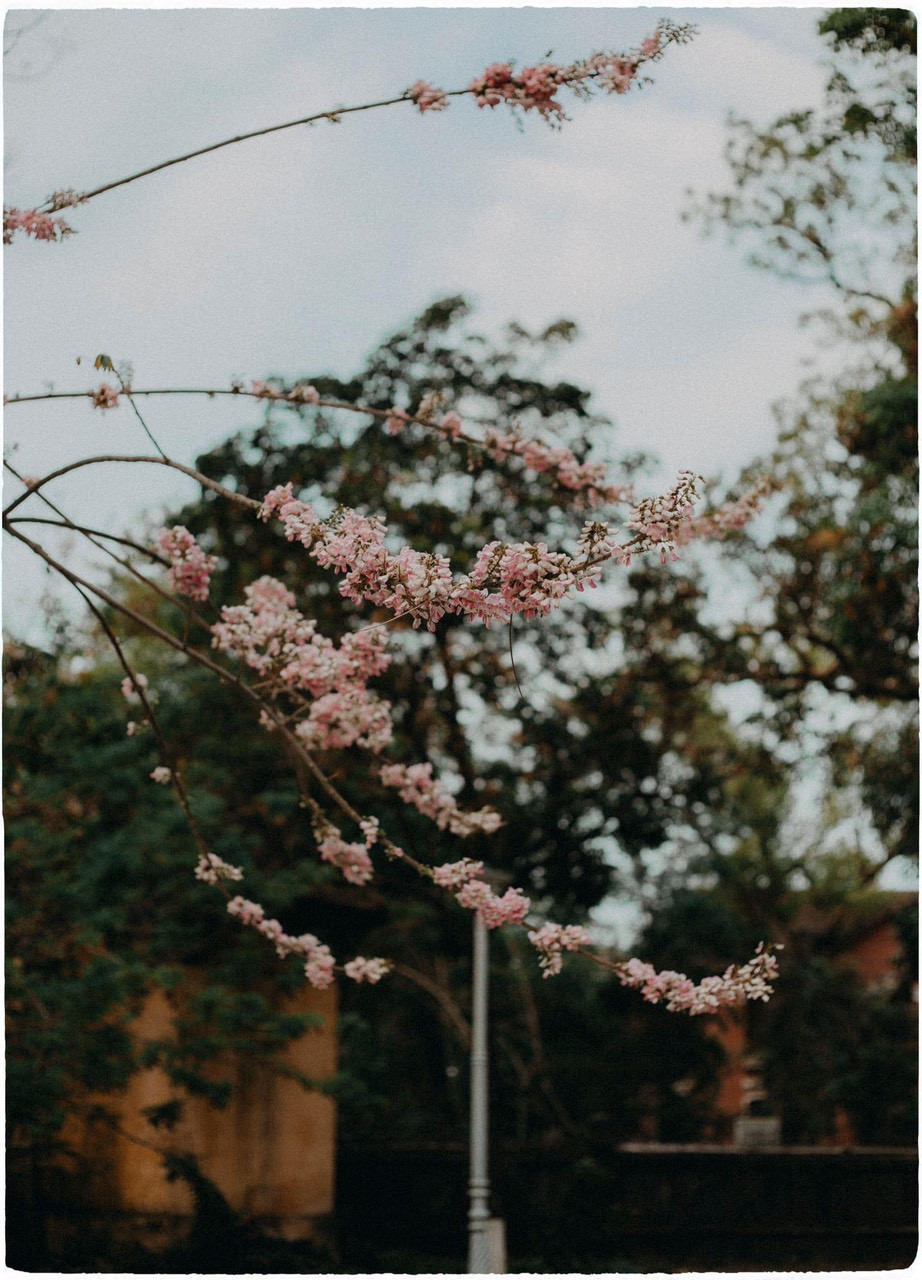 Vẻ đẹp mơ màng của nữ sinh Huế giữa mùa hoa điệp anh đào ảnh 4