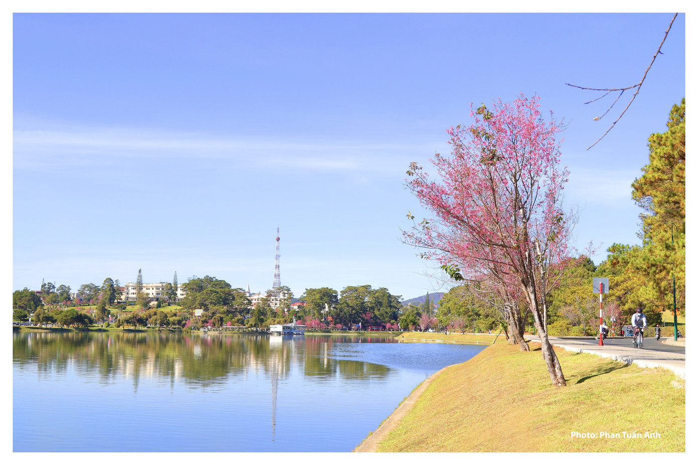 Đà Lạt rực rỡ sắc Xuân qua chùm ảnh hoa mai anh đào nở đẹp mê lòng người ảnh 13