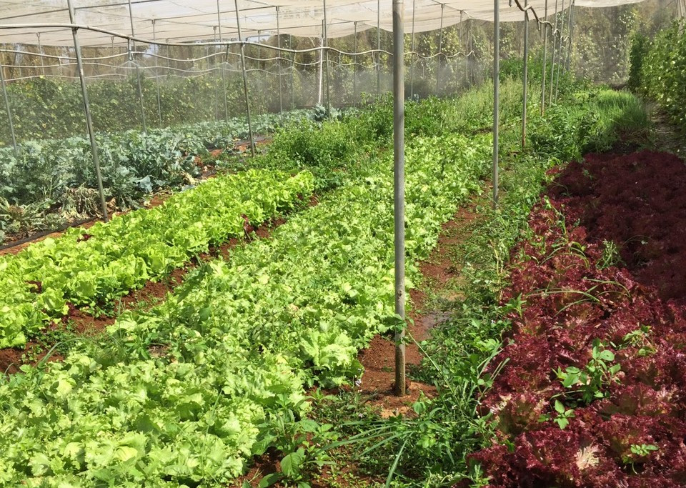 Nữ Bí thư huyện Đoàn và dự án nông nghiệp sạch ảnh 3