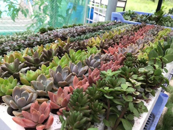 Bạn trẻ sáng tạo kinh doanh hoa kiểng Tết ảnh 6