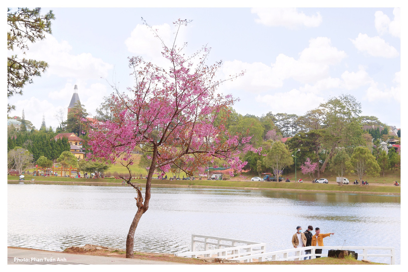 Đà Lạt rực rỡ sắc Xuân qua chùm ảnh hoa mai anh đào nở đẹp mê lòng người ảnh 12