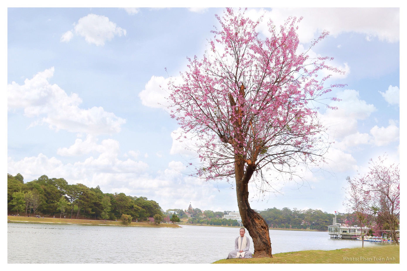 Đà Lạt rực rỡ sắc Xuân qua chùm ảnh hoa mai anh đào nở đẹp mê lòng người ảnh 9