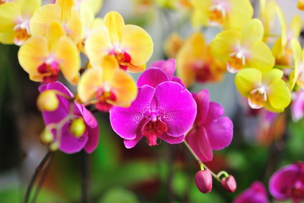 Khám phá Tết Nguyên đán ở Hồng Kông (Trung Quốc) ảnh 2