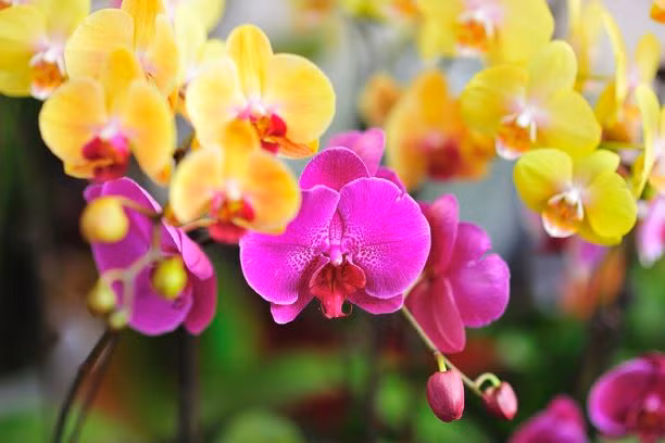 Khám phá Tết Nguyên đán ở Hồng Kông (Trung Quốc) ảnh 2